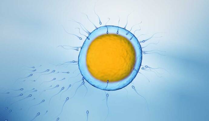 jak długo żyje komórka jajowa